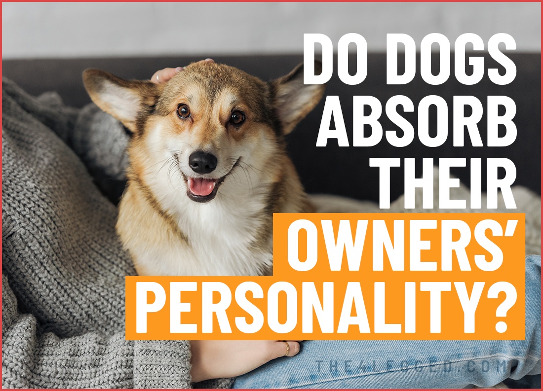 do dogs absorb their owners personality