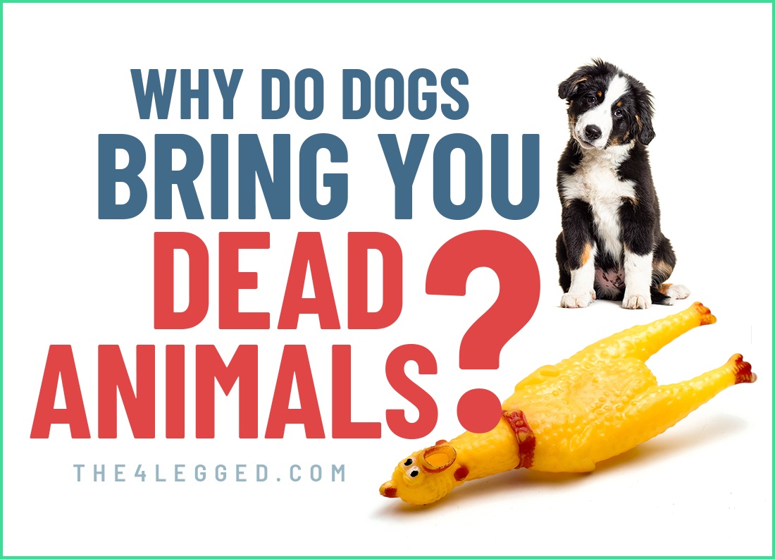 why do dogs bring you dead animals