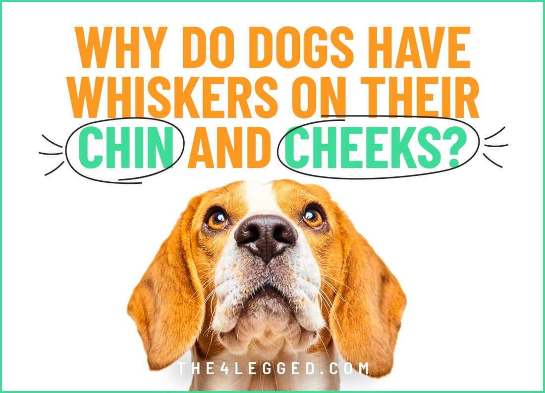 why do dogs have whiskers on their chin and cheeks