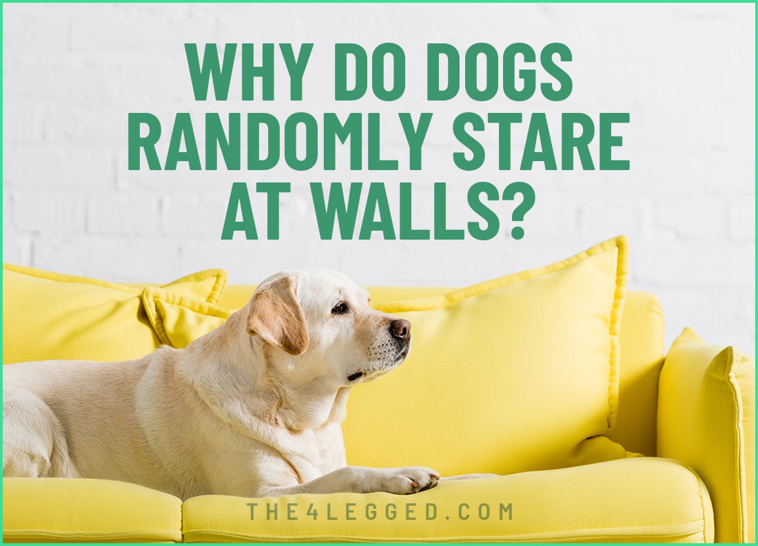 why do dogs randomly stare at walls