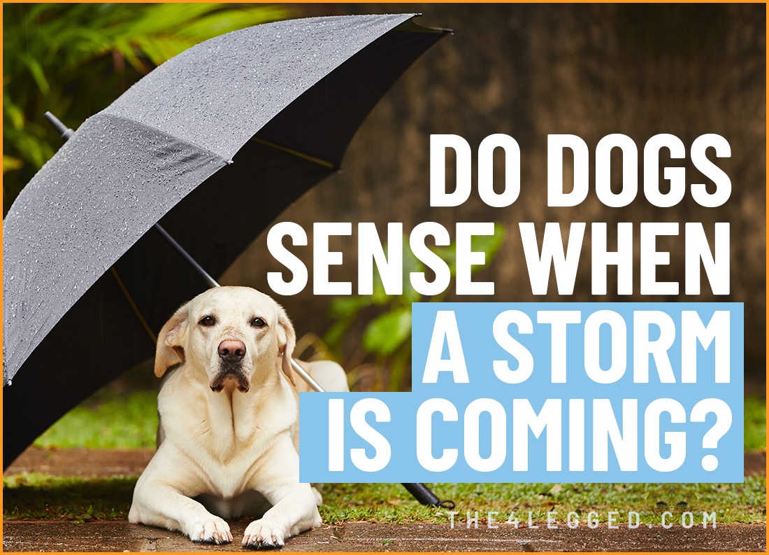 do dogs sense when a storm is coming