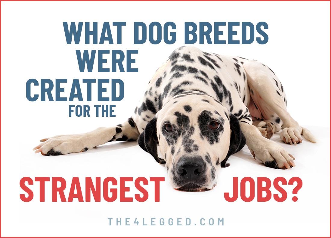 what dog breeds were created for the strangest jobs