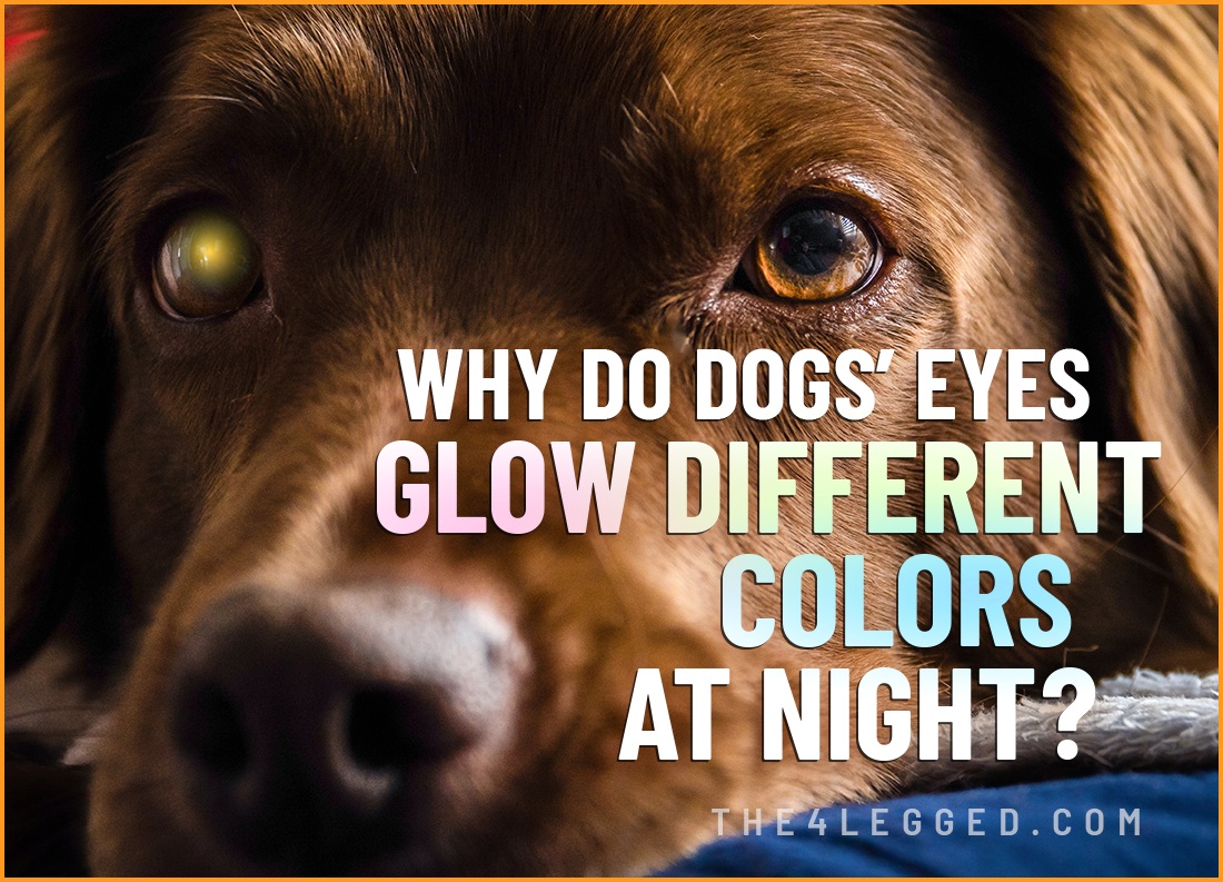 why do dogs eyes glow different colors at night