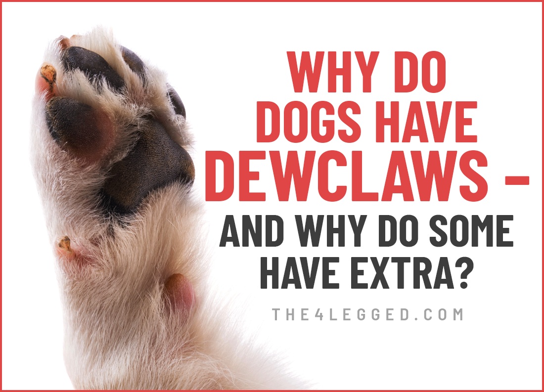 Why Do Dogs Have Dewclaws – And Why Do Some Have Extra?