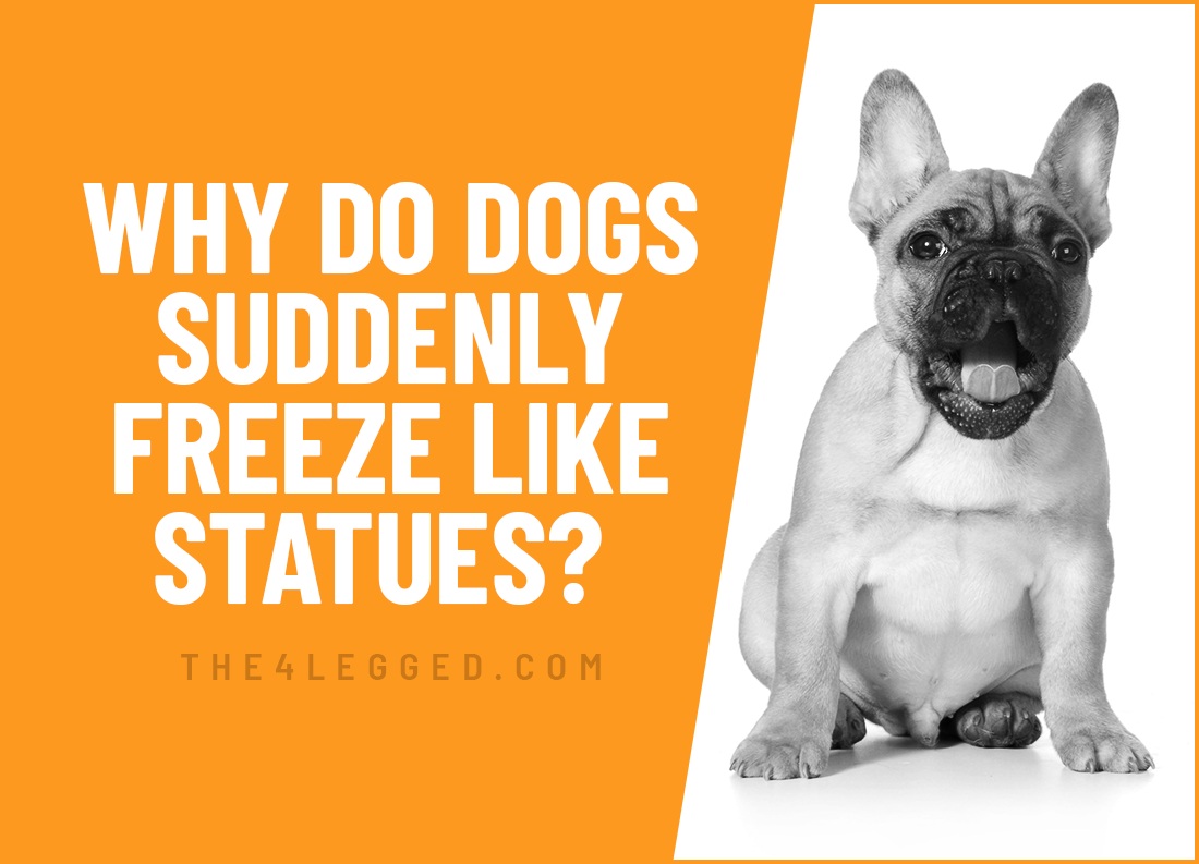 why do dogs suddenly freeze like statues