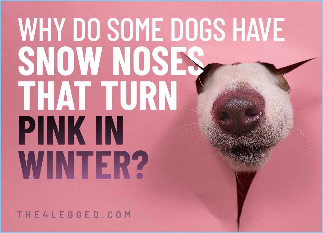 why do some dogs have snow noses that turn pink in winter