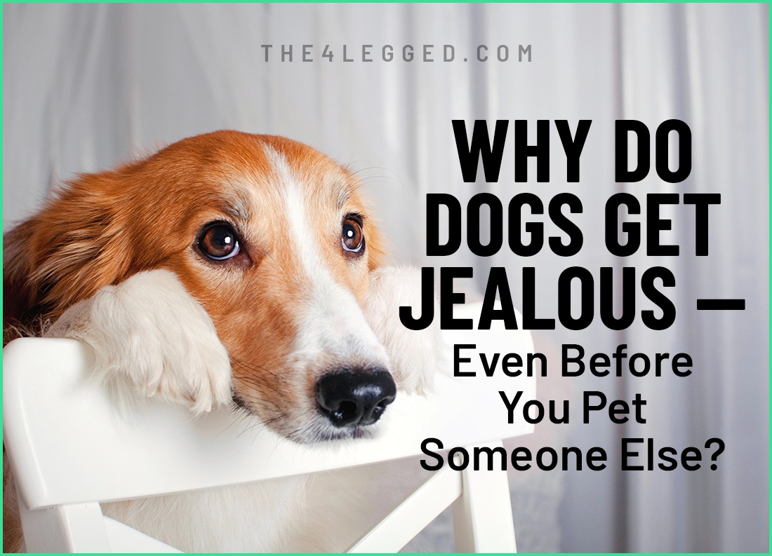 why do dogs get jealous — even before you pet someone else