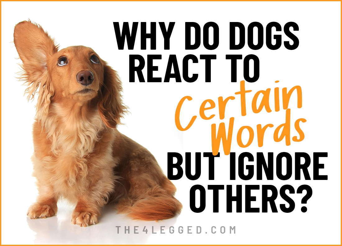 why do dogs react to certain words but ignore others