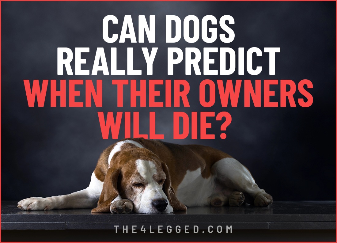 can dogs really predict when their owners will die